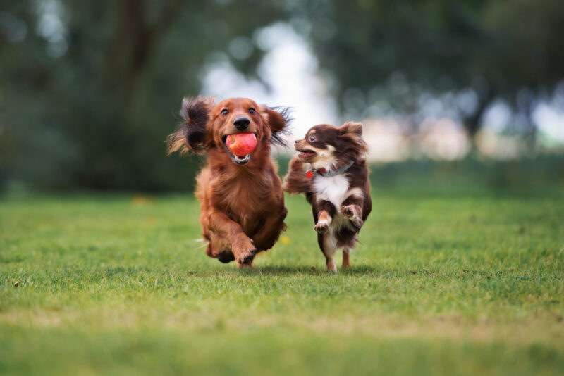 https://ecofriendlypetproductsuk.co.uk/wp-content/uploads/2026/07/AdobeStock_121096965-scaled-800x534-1.jpeg